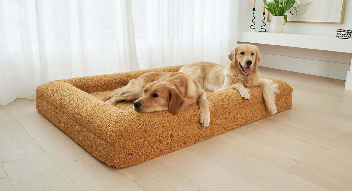 Largest dog outlet bed