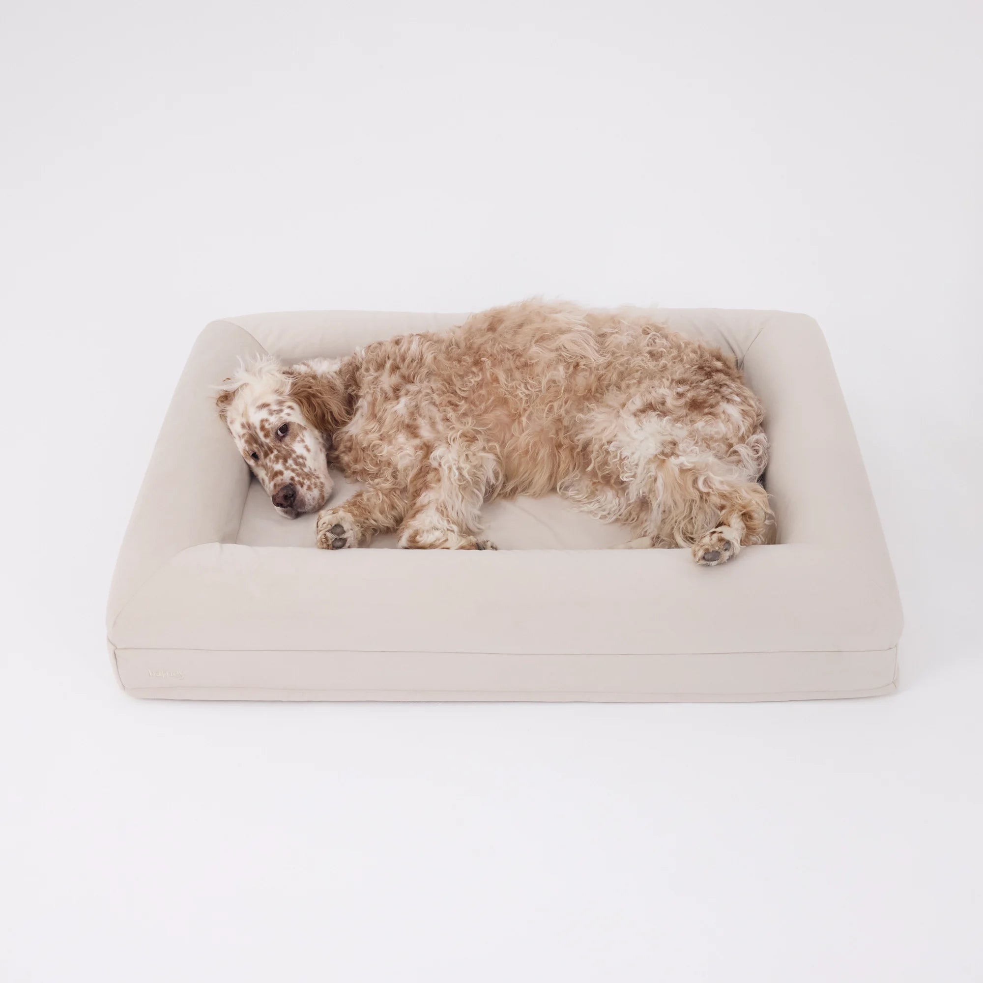 dogbeds