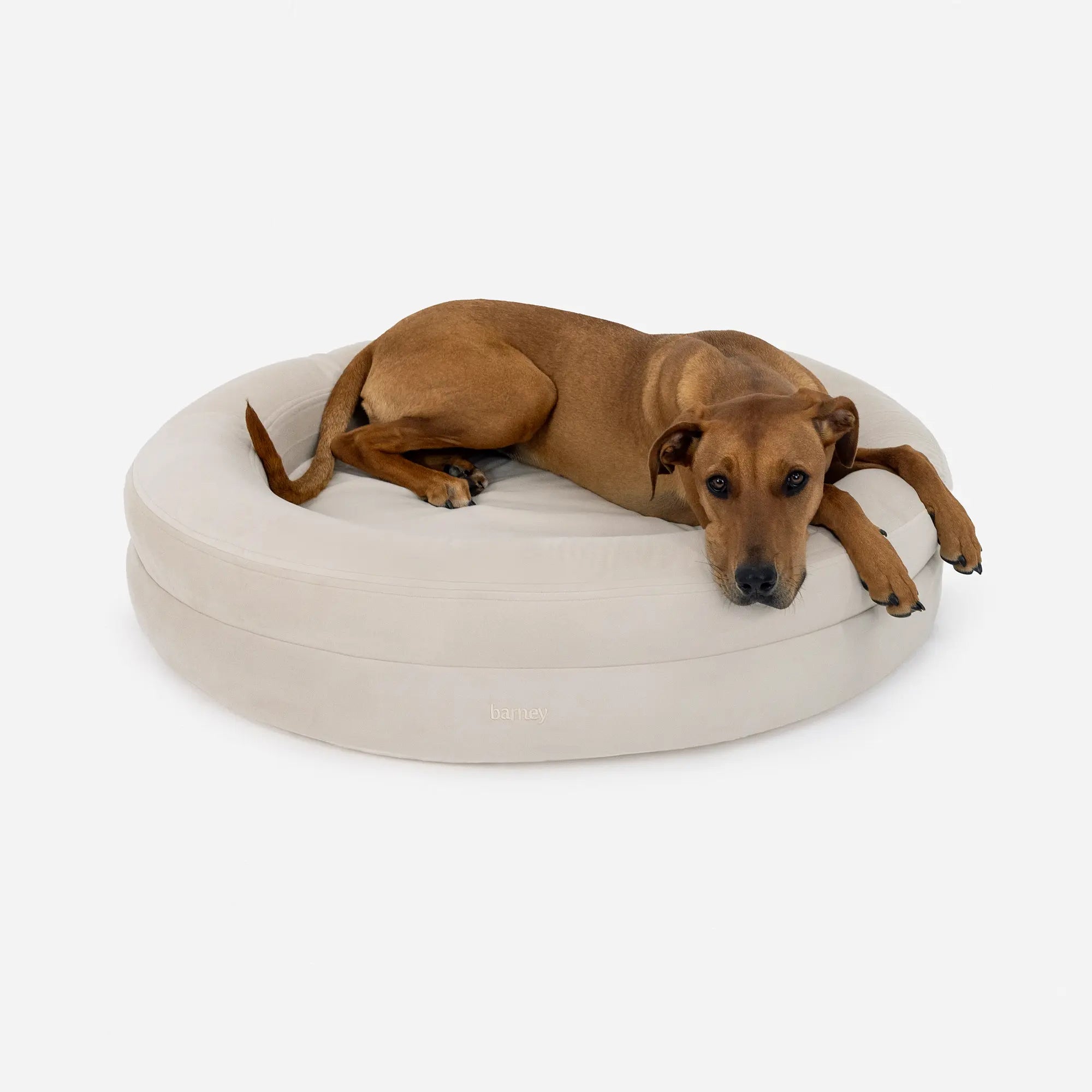 Large BarneyCurl Bed in Bone